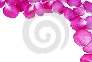 Bright rose petals background