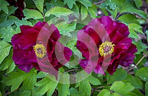Bright Rose pink fuchsia color Peony two flowers Paeonia suffruticosa or tree peony in dew or rain water drops. close up. Spring