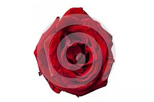 Bright rose. Red rose. White background. Young rose. Blossom.