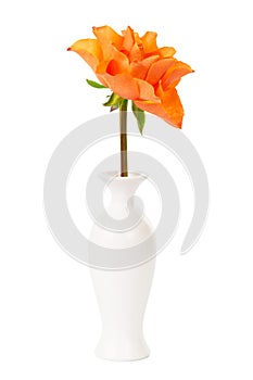 Bright rose in vase