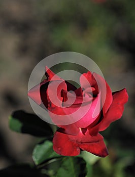 Bright roses `Dame de Coeur`.