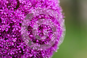 The bright round alium flower macro shot