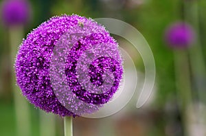 The bright round alium flower macro shot photo