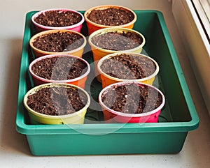 Bright round containers for growing plants filled with earth and seeds