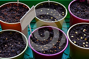 Bright round containers for growing plants filled with earth and seeds