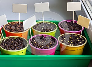 Bright round containers for growing plants filled with earth and seeds