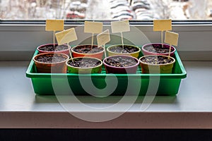 Bright round containers for growing plants filled with earth and seeds. Close-up