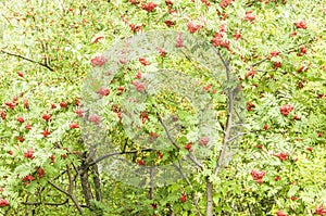 Bright rowan berries with leafs