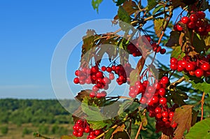 Bright rowan berries on a tree