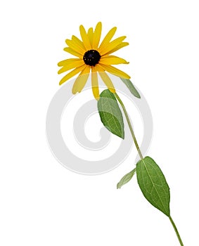 Bright  rudbeckia or Black Eyed Susan flowers isolated