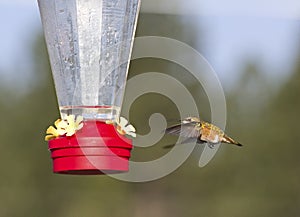 Bright Rufous Hummingbird Flying To Feeder