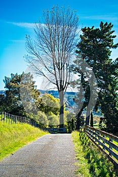 Bright rural landscape with a country road running by green hills and wooden fence towards a tall bare tree. Sunny