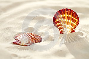 Bright Scallop shell on fine white beach sand