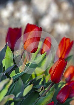 Bright scarlet buds and corollas of tulips in the morning sun