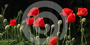bright scarlet poppies on a dark background, natural landscape with poppies photo