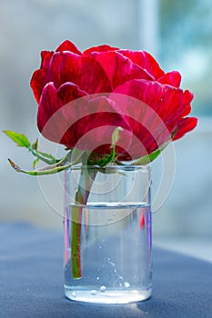 bright scarlet rose in a glass of water