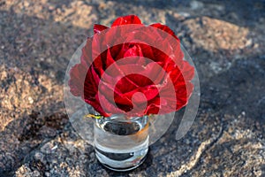 bright scarlet rose in a glass of water