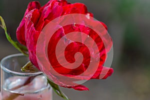 bright scarlet rose in a glass of water