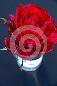 bright scarlet rose in a glass of water