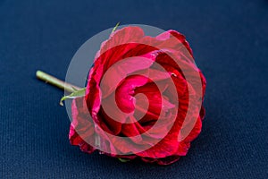 bright scarlet rose on navy blue background, space for text, copy space