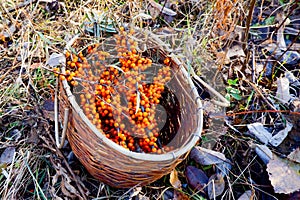 a bright sea buckthorn berry lies in a basket on the withered grass and fallen autumn leaves