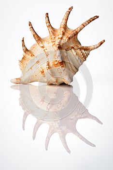 Bright sea shell