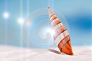 Bright sea shell on white beach sand