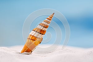 Bright sea shell on white beach sand