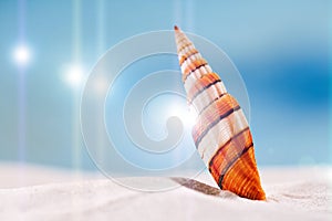 Bright sea shell on white beach sand