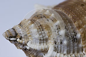 Bright Seashell close up isolated. Ocean sea shell, found on the beach in the summer.