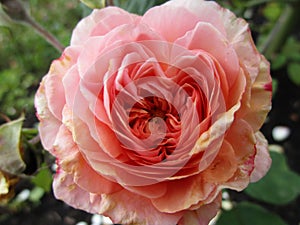 Bright shell pink Romantica hybrid tea rose close up blooming in summer photo