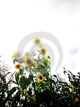 Bright, shinning Sunflower