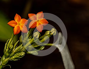 Bright and shiny Star