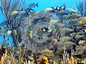 Bright shoal of fish