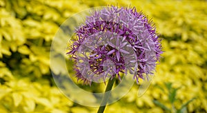 Bright and showy Allium Giganteum flower close up. Vivid giant ball of blooming Allium flowers.