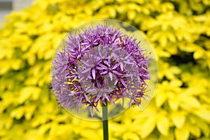 Bright and showy Allium Giganteum flower close up. Vivid giant ball of blooming Allium flowers.