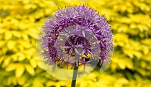 Bright and showy Allium Giganteum flower close up. Vivid giant ball of blooming Allium flowers.