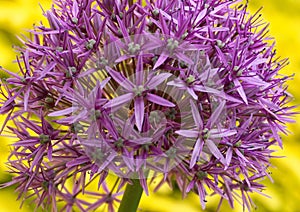 Bright and showy Allium Giganteum flower close up. Vivid giant ball of blooming Allium flowers.