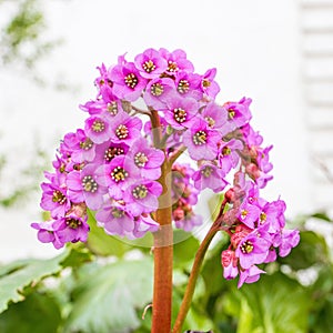 Bright and showy Bergenia crassifolia