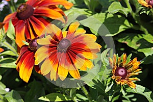 Bright showy yellow red rudbeckia flower