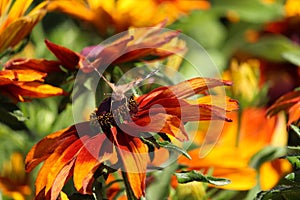 Bright showy yellow red rudbeckia flower with butterfly