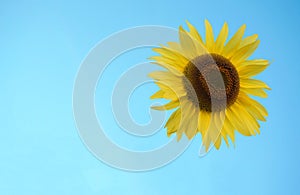 Bright and showy yellow sunflower on  blue sky background