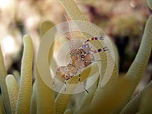 Bright shrimp and anemone