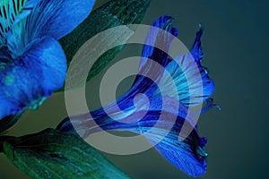 A ground iris blooming to the outdoors