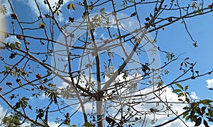 Bright sky beyond flower tree