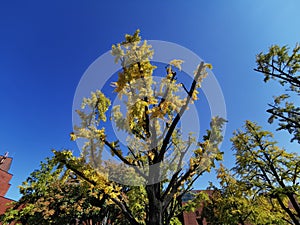 Bright sky with garden of Fall maple leaves foliage in orange and green colour in early Autumn in Seoul, South Korea