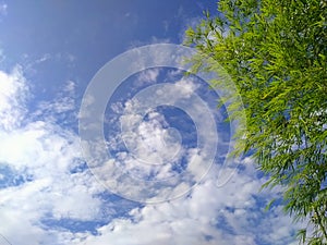 A bright sky and green bamboo tree