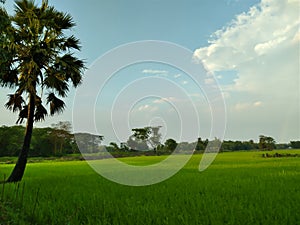 A bright sky over a field