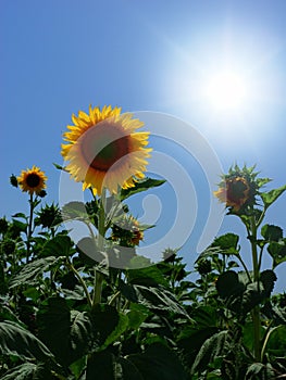 Bright sky over sunflowers