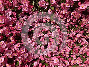 bright small pink begonia flowers with yellow pollens bloom